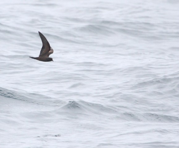 Ashy Storm-petrel